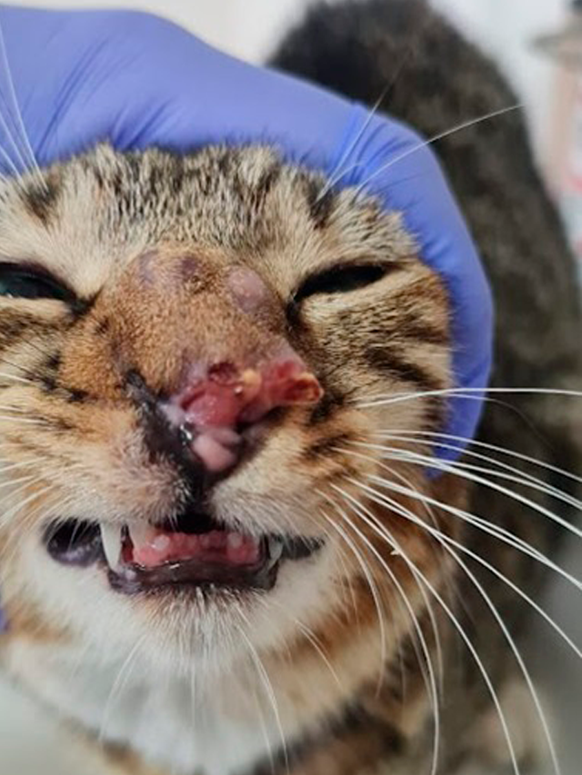 O que você sabe sobre a esporotricose?