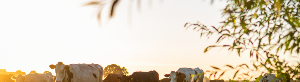 Elaboração de Projetos Sustentáveis e Captação de Recursos no Agronegócio