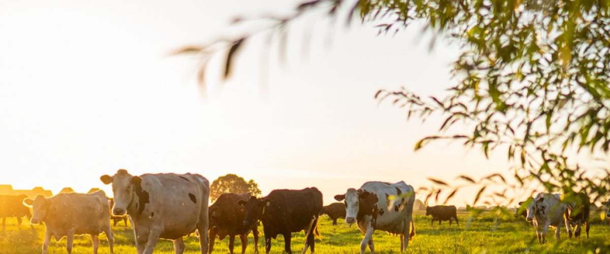 Elaboração de Projetos Sustentáveis e Captação de Recursos no Agronegócio