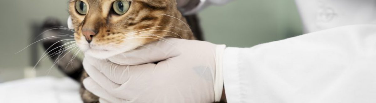 Diabetes Felina: dicas e estratégias para um monitoramento amigável