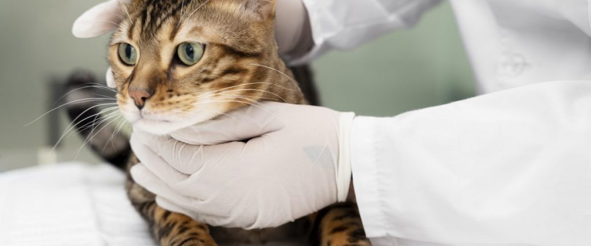 Diabetes Felina: dicas e estratégias para um monitoramento amigável